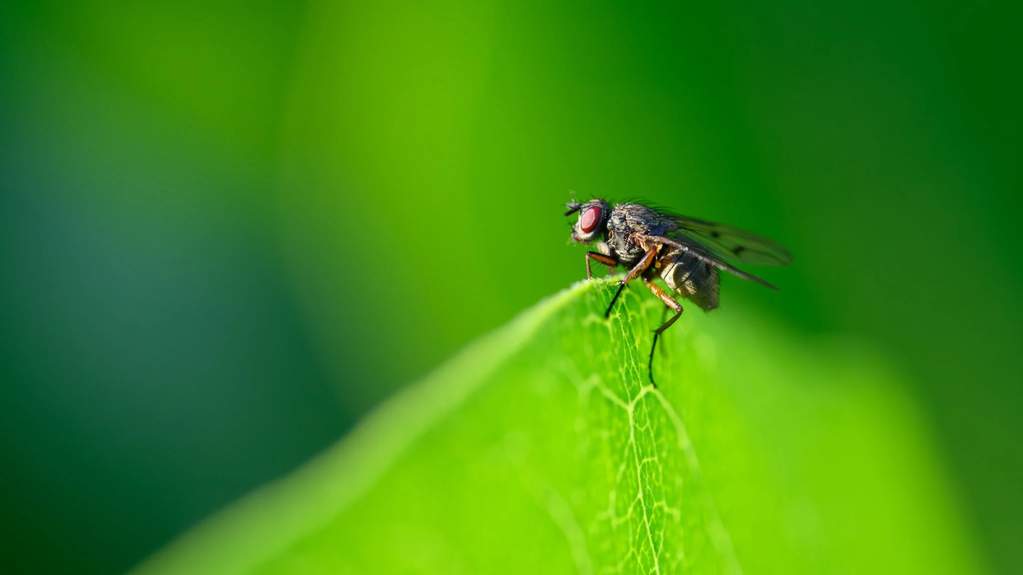6_17_2026 Fly web-1.jpg
