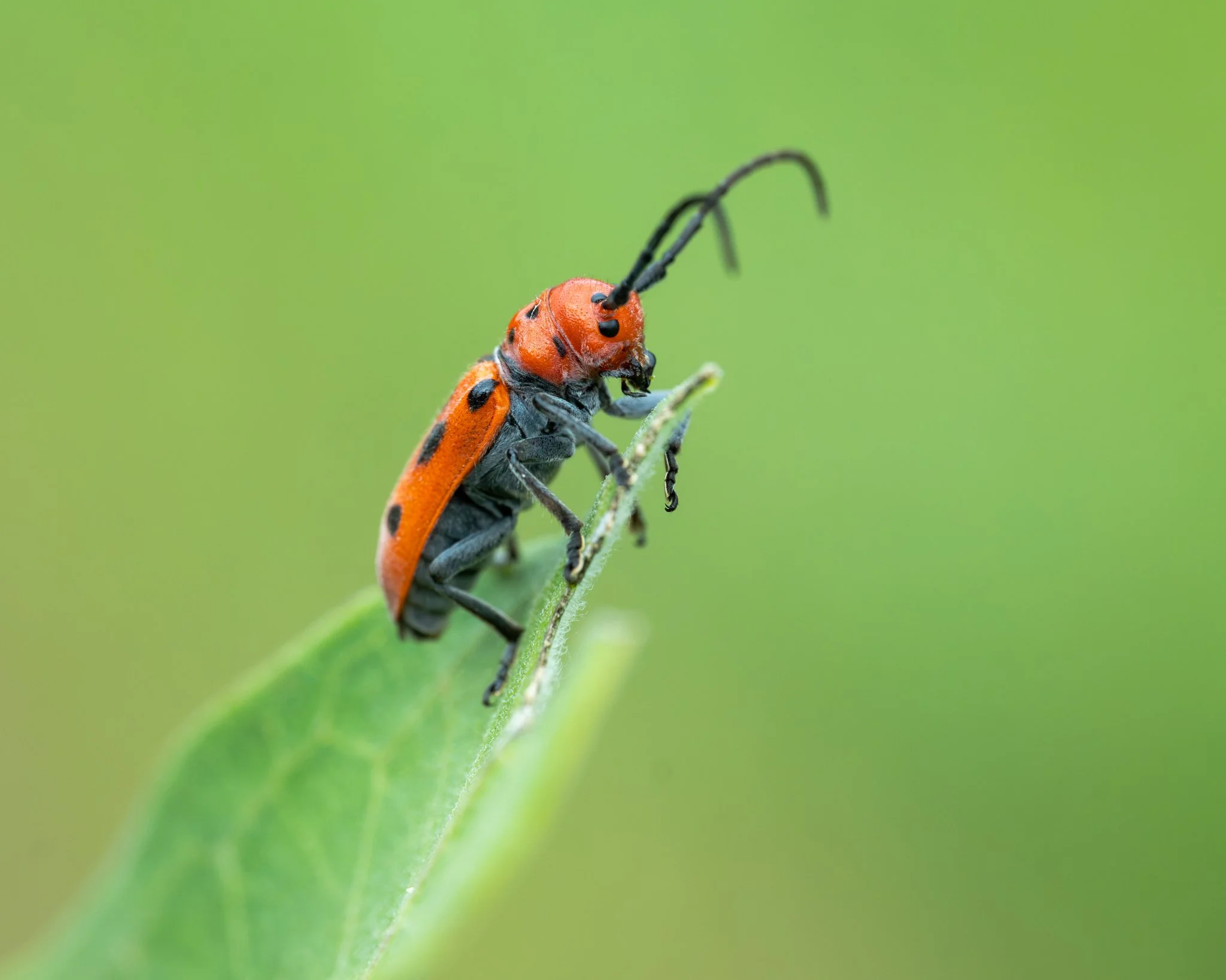 8_20_2026 Red Milkweed Beetle web-1.jpg
