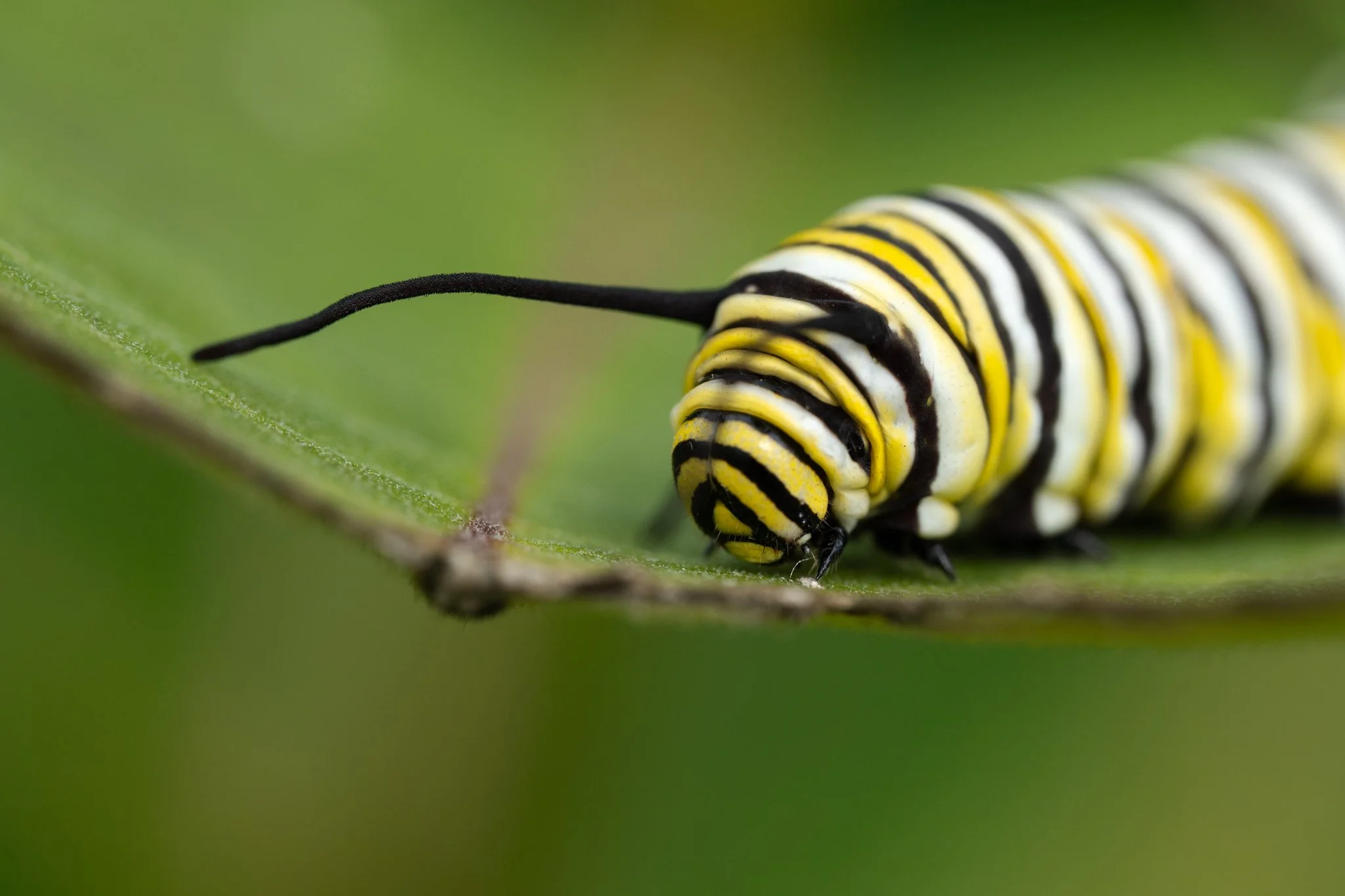 8_20_2026 Monarch Caterpillar web-1.jpg