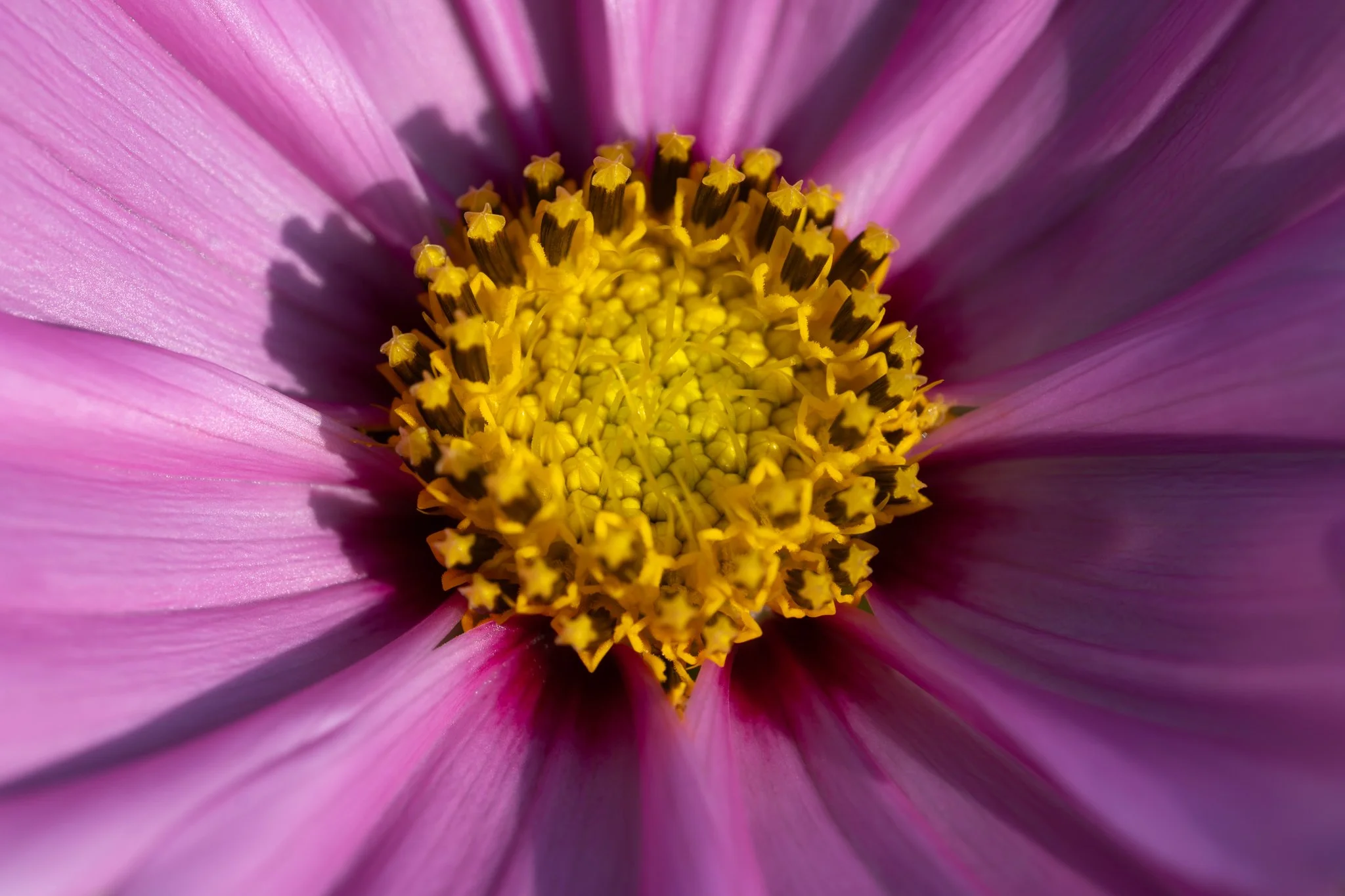 8_9_2026 Cosmos web-2.jpg