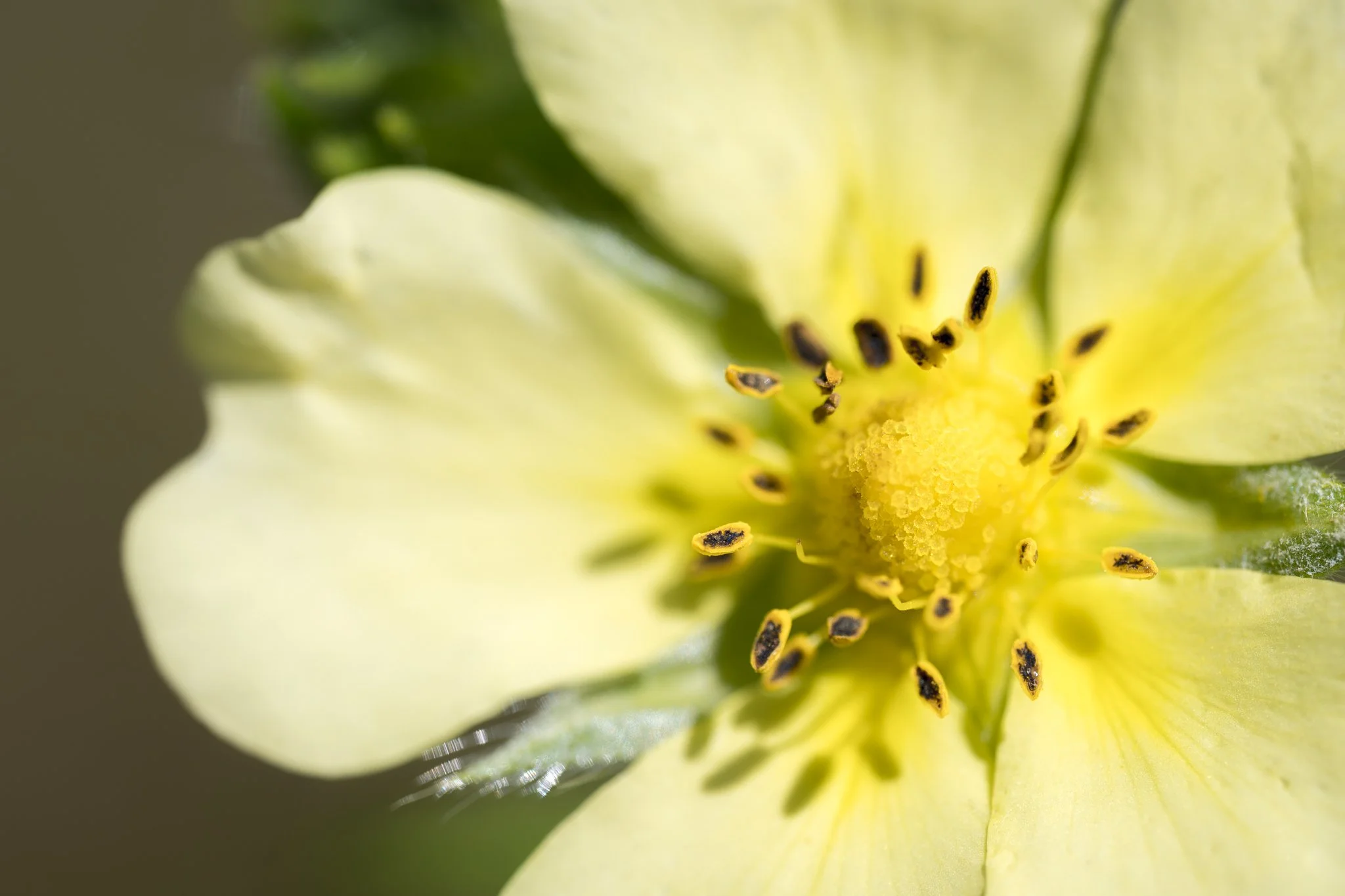 6_24_2026 Sulphur Cinquefoil web-1.jpg