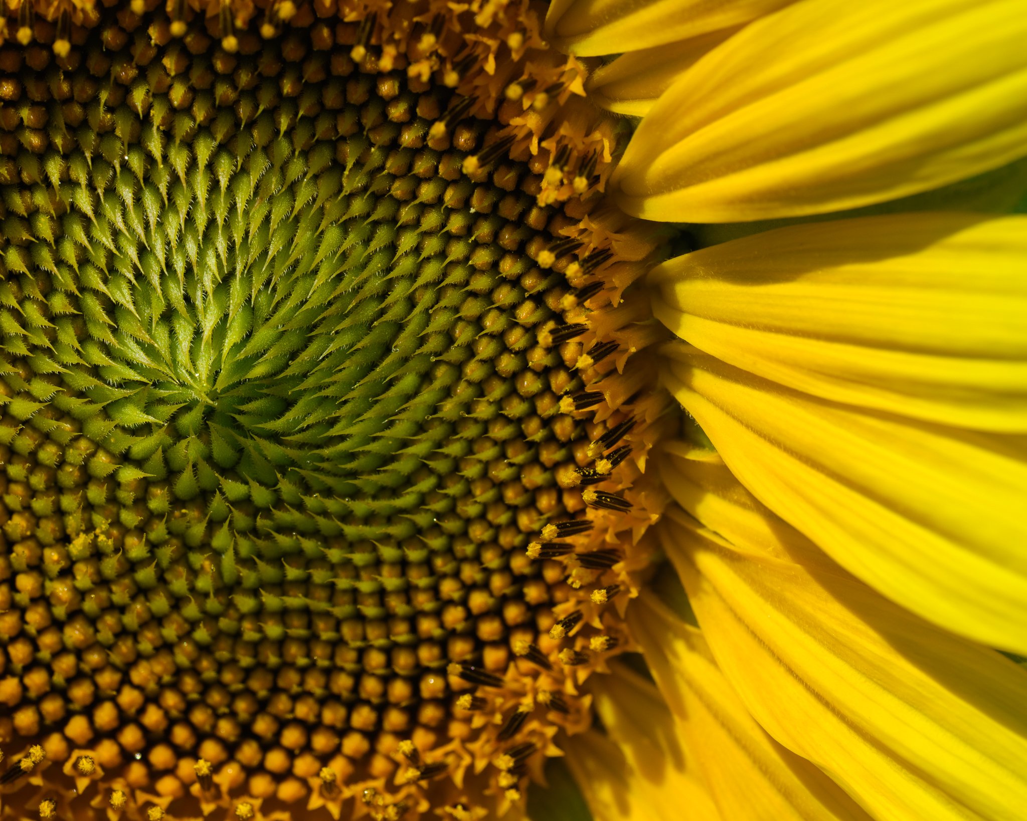 8_16_2026 Sunflower web-4.jpg