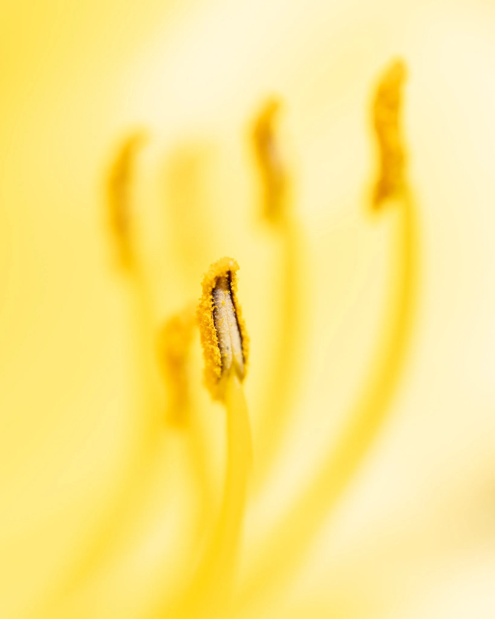 A macro photo of the stamen of a yellow daylily. The background is made up of 5 very blurred stamen against a creamy yellow background.