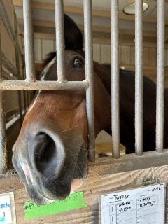 IMG_3006.jpeg