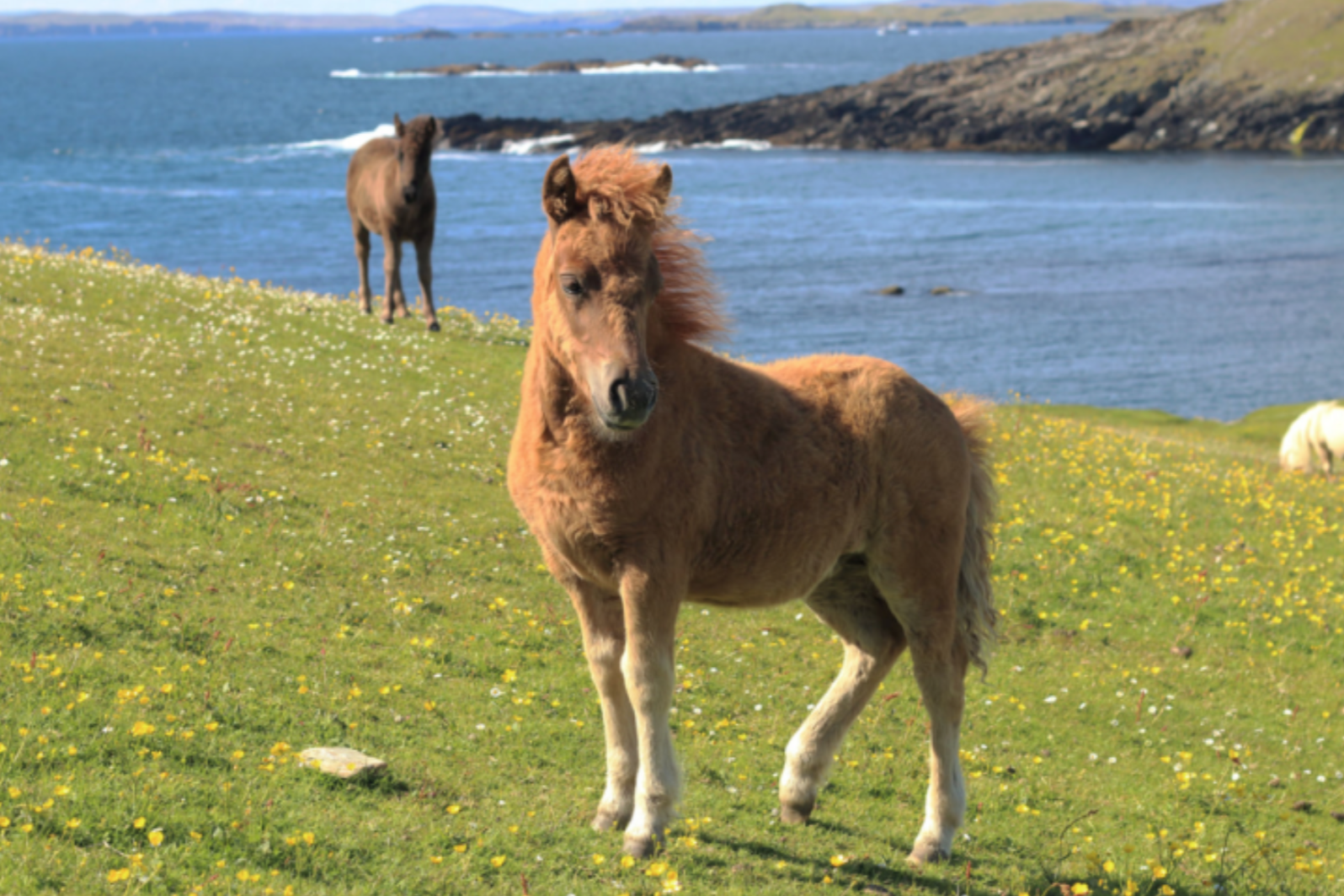 shetland pony visit