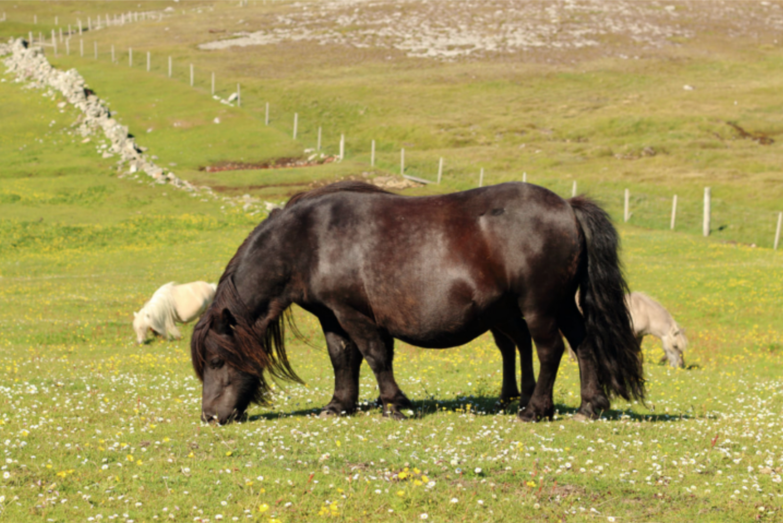 Poney shetland : taille, description, biotope, habitat, reproduction