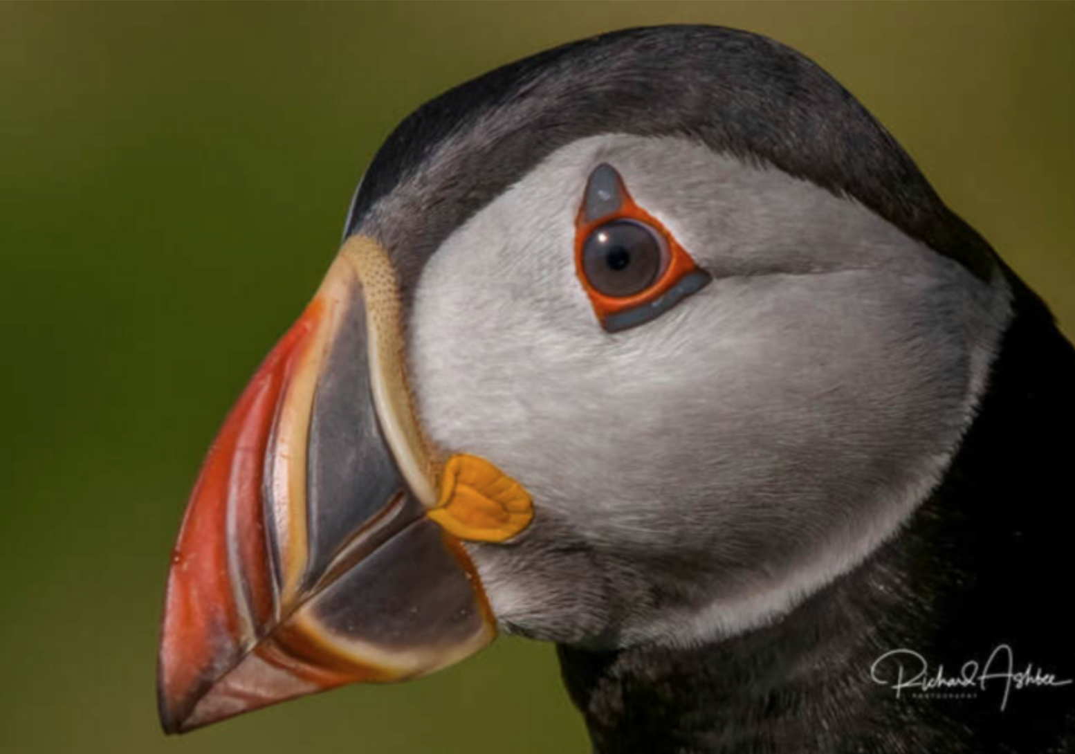 We Went Inside a Puffin Burrow I Cute Puffling Bird Underground