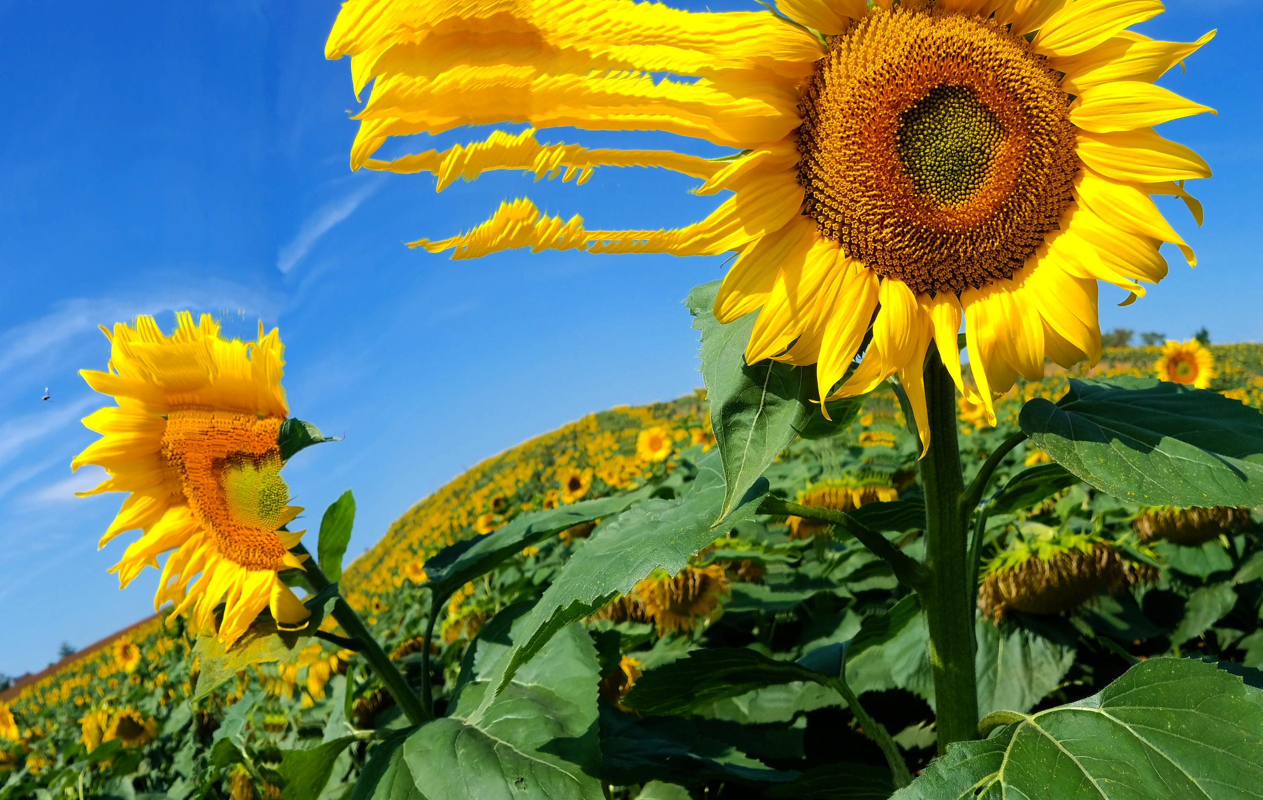 sunflower waves,20230817_114258 copy.png