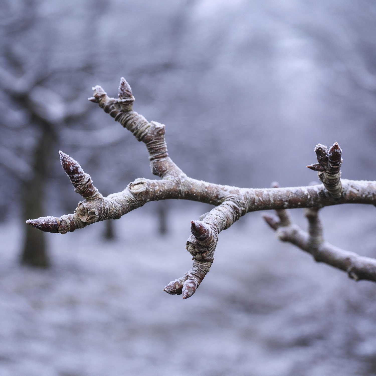 Blake Tree care - Pruning Fruit Trees 6.jpg