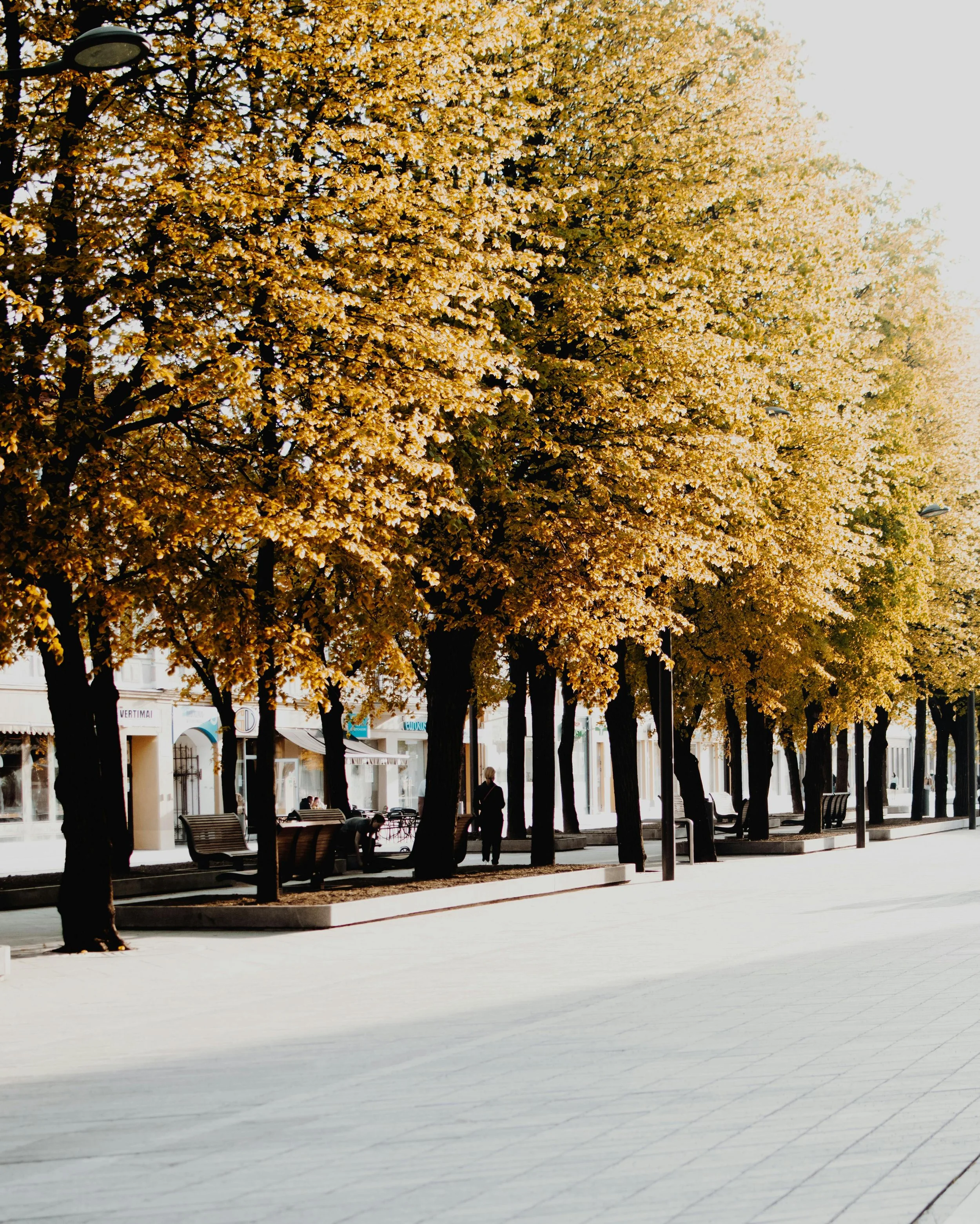 A Future with Trees, or Without Them? 2.jpg