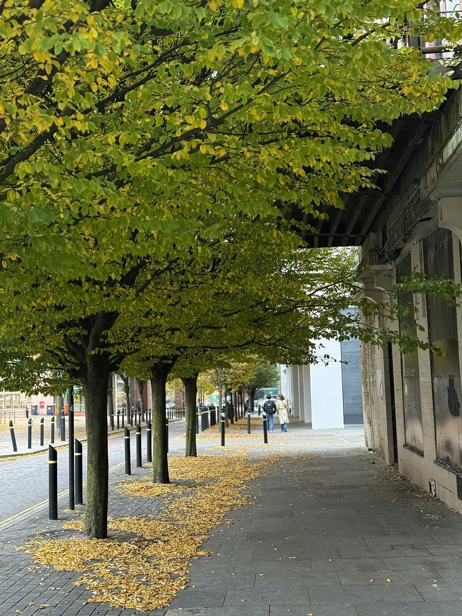 A Future with Trees, or Without Them? 3.jpg