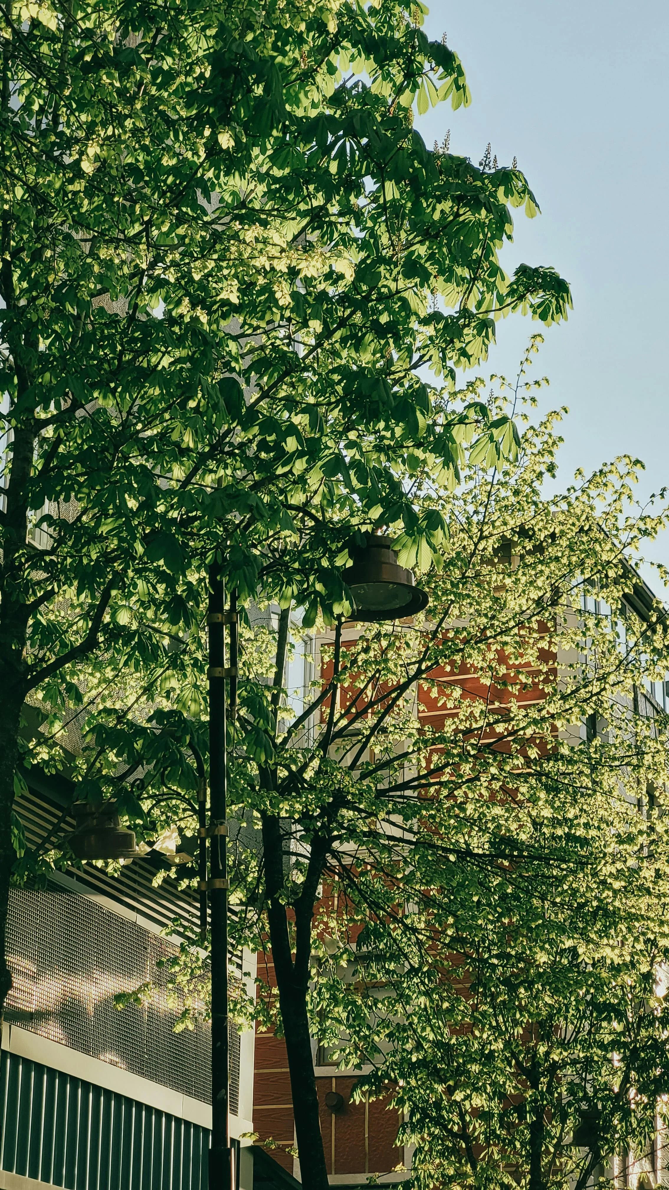 A Future with Trees, or Without Them? 4.jpg