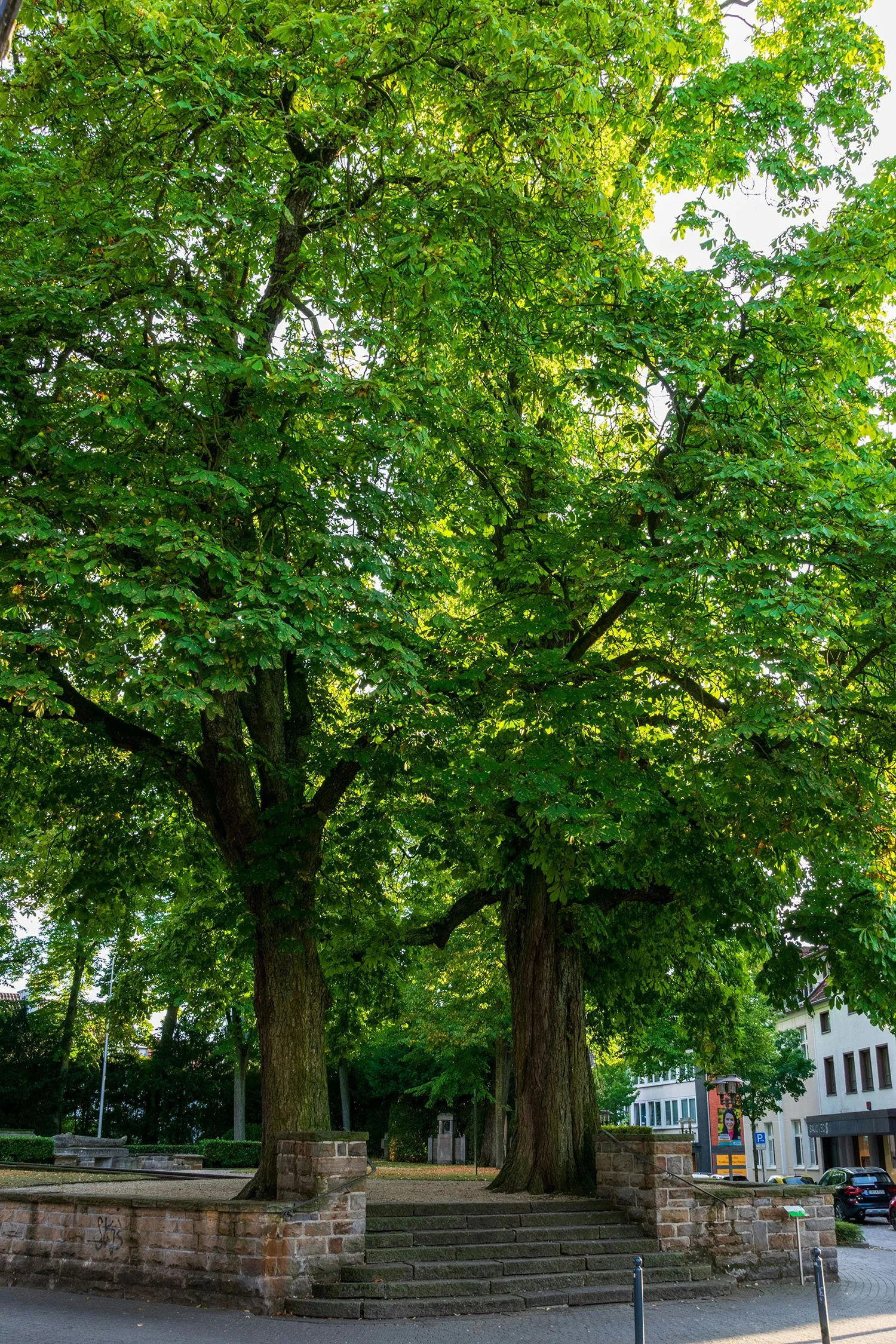 A Future with Trees, or Without Them? 5.jpg