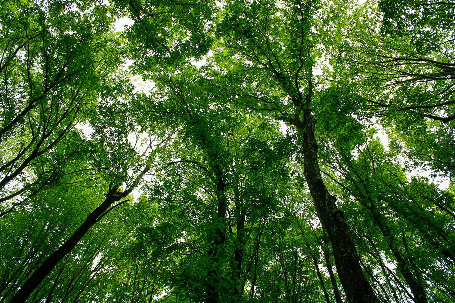 A Future with Trees, or Without Them? 9.jpg