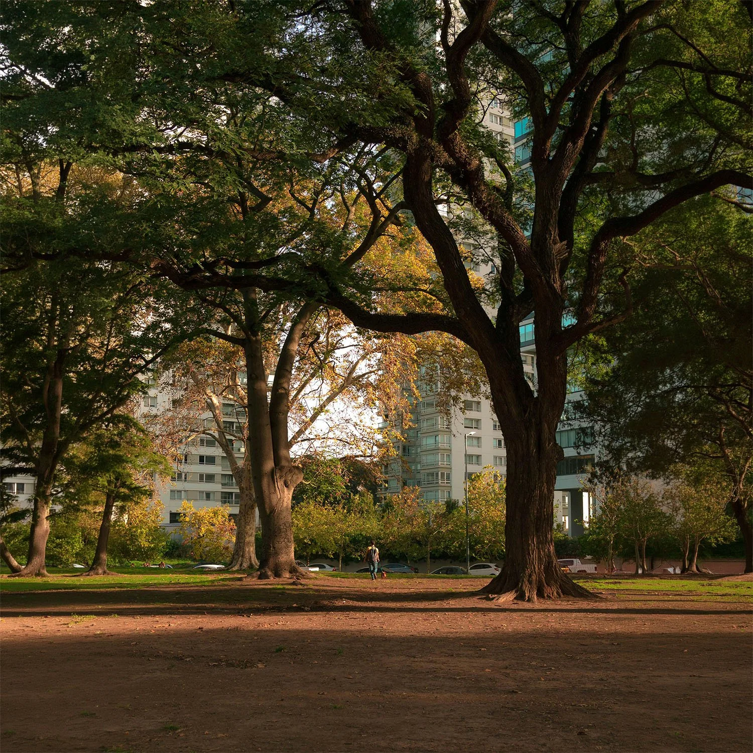 A Future with Trees, or Without Them? Rethinking Our Relationship with Nature