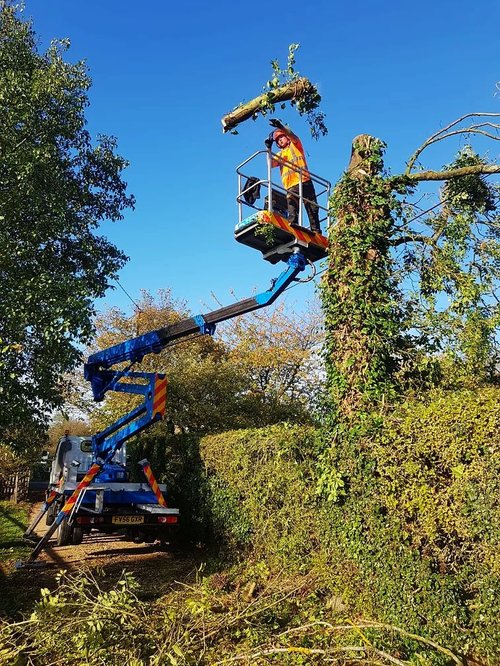 Blake Tree Care Essex & Suffolk Tree Surgeons