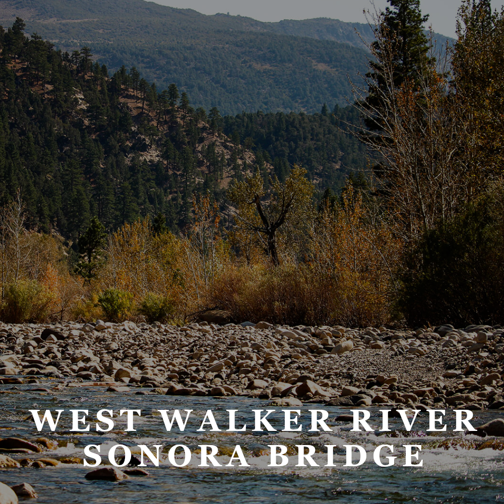 TFW - west walker river.png