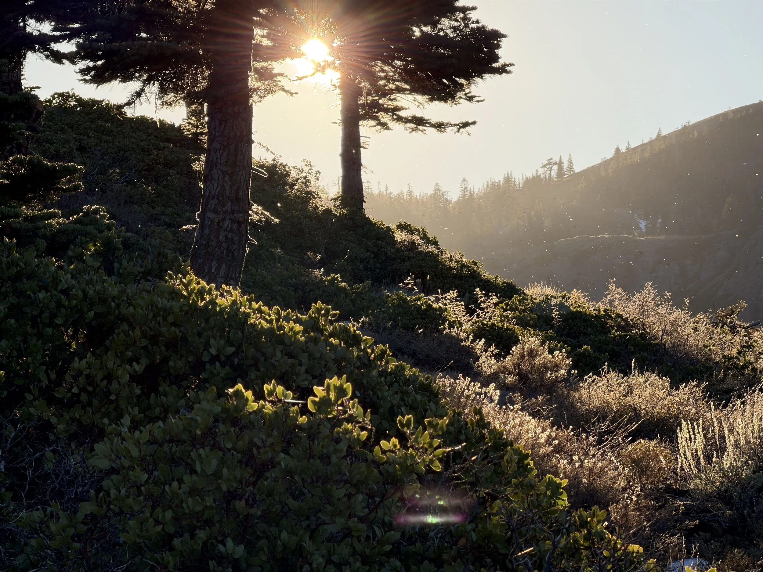 MLR ANNUAL REPORT (2024/2025)