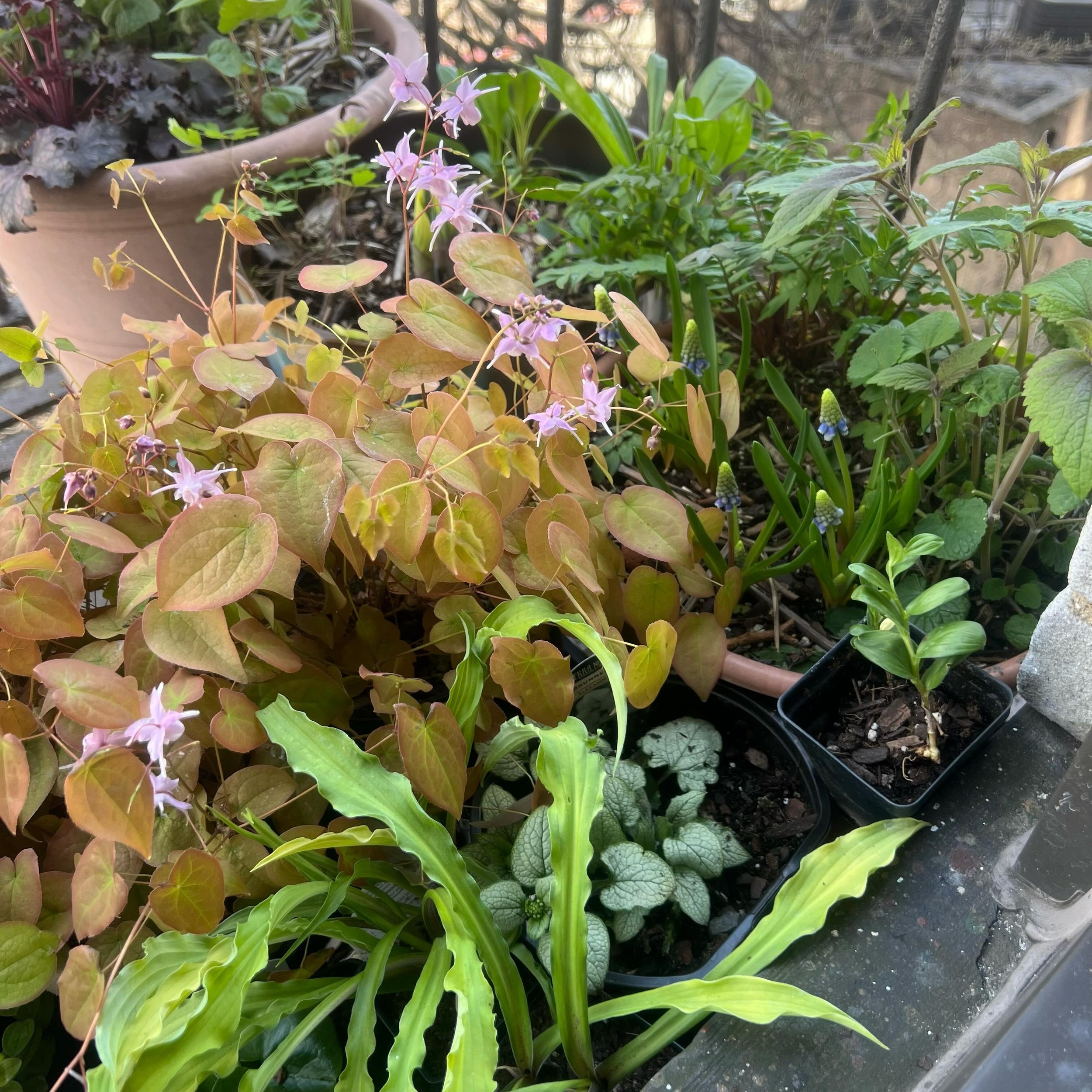 This is a shade garden selection for a Brooklyn back garden. The orangey guy is an epimedium I found @gowanus_nursery pop up. Kinda like how how it&rsquo;s coming together.