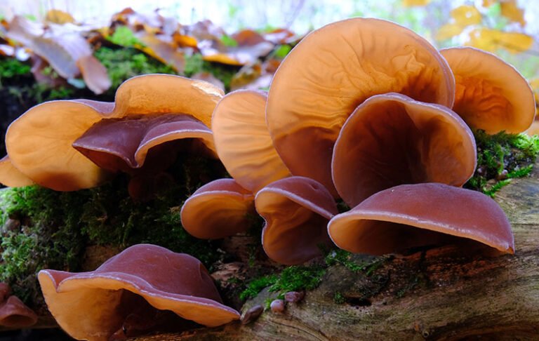 1lbs Wood Ear Mushroom (Whole/ Dried/ Cultivated)