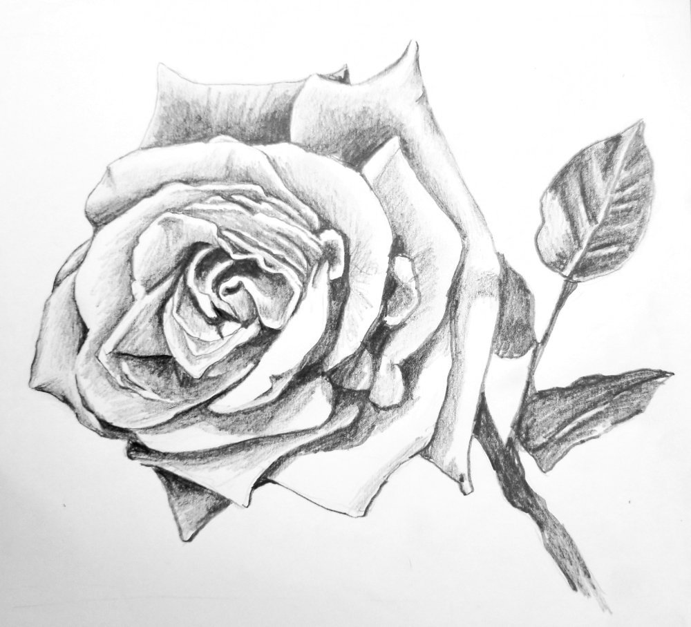 How To Draw A Rose In Pencil, Draw A Realistic Rose, Step by Step, Drawing  Guide, by DuskEyes969 - DragoArt