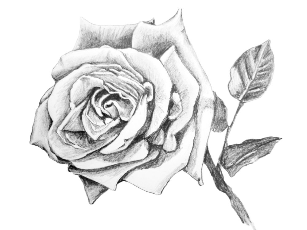 Realistic rose flower with leaf and berries sketch