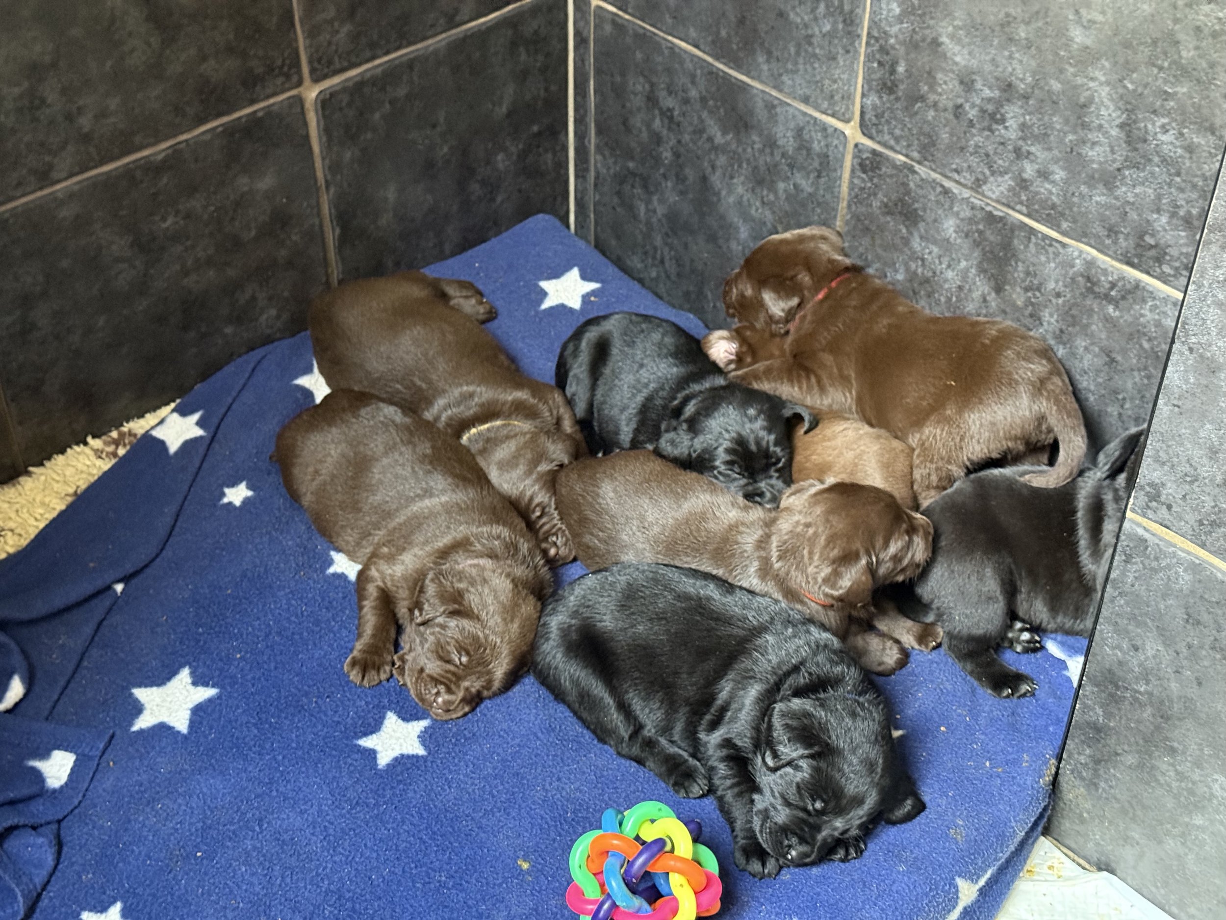 March 2025 Litter Update