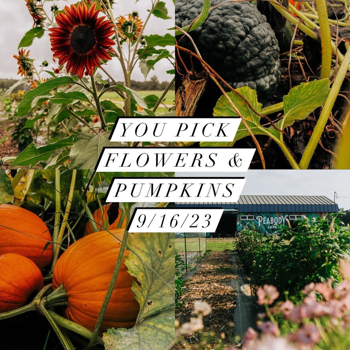 In just one week we&rsquo;ll have our first You Pick day!! Flowers, pumpkins, and a photo op! Bring your family and get some cute fall beauties and make some great fall memories! See you next Saturday, September 16. 10a-6p. 🍁🌻