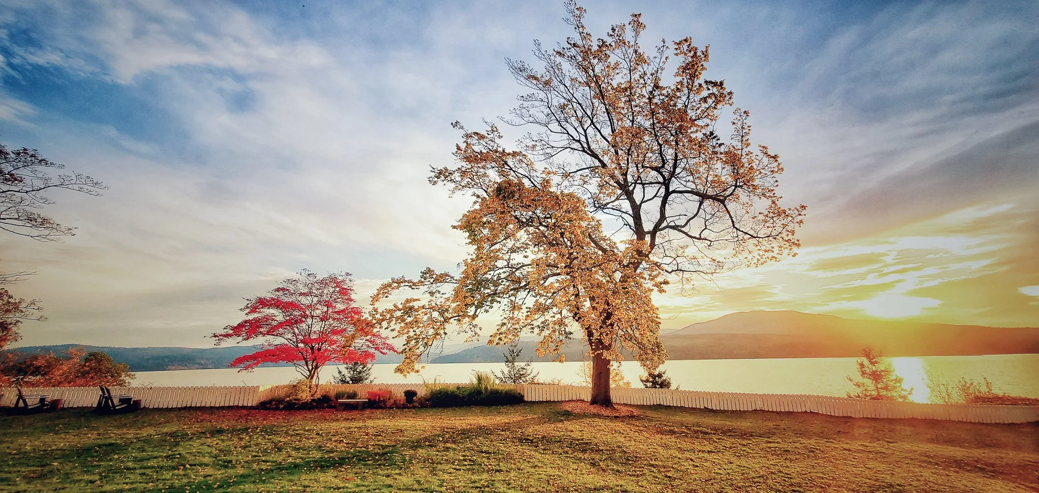 Sun starting to set on Discovery  Bay with red japanese maple and large elm tree on the lawn at Chevy Chase Beach Cabins
