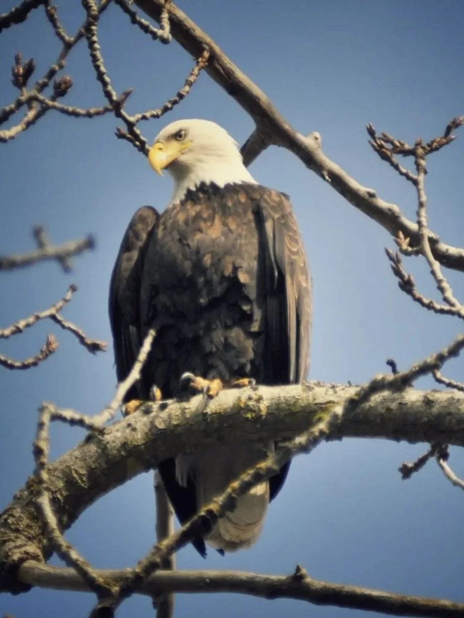 Close up of a bald eagle on a branch at Chevy Chase Beach Cabins