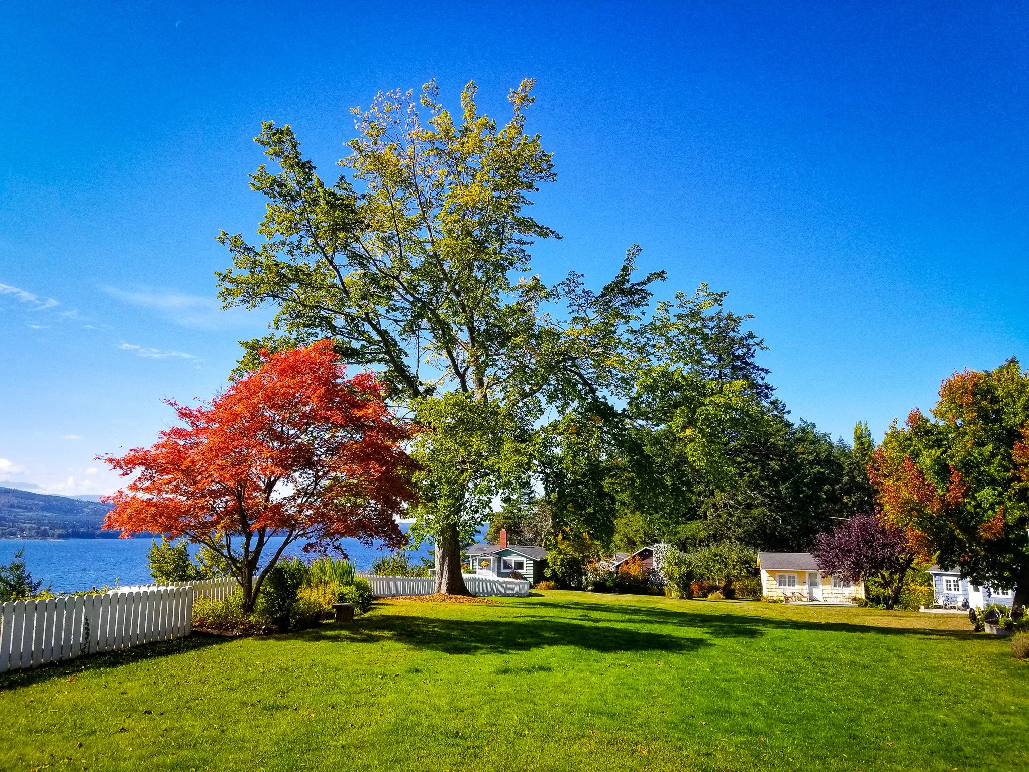 Chevy Chase Beach Cabins view of the property with the red japanese maple, large elm, green lawn and cabins on Discovery Bay