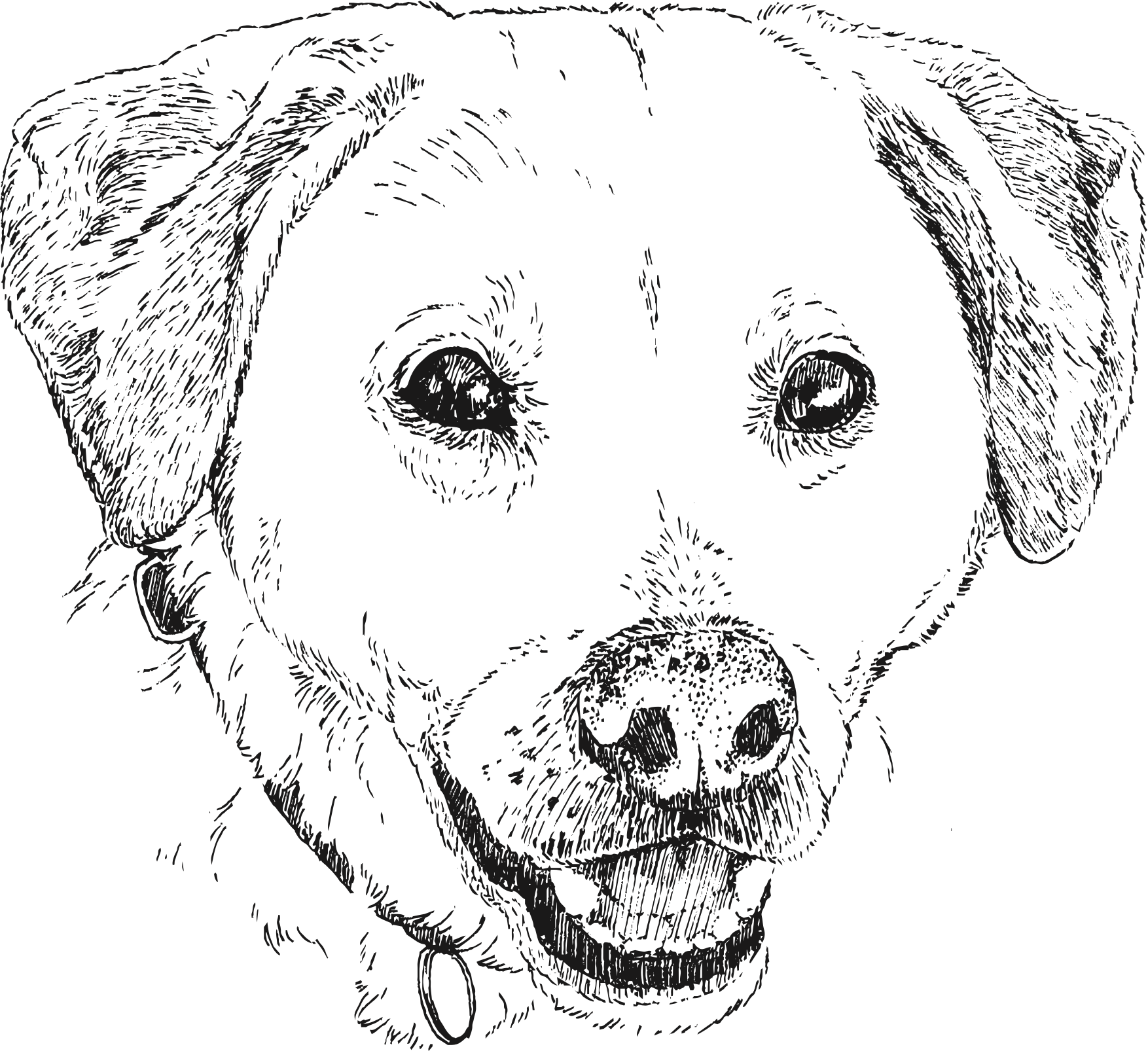 Illustration of face of Scout (white husky lab mix)