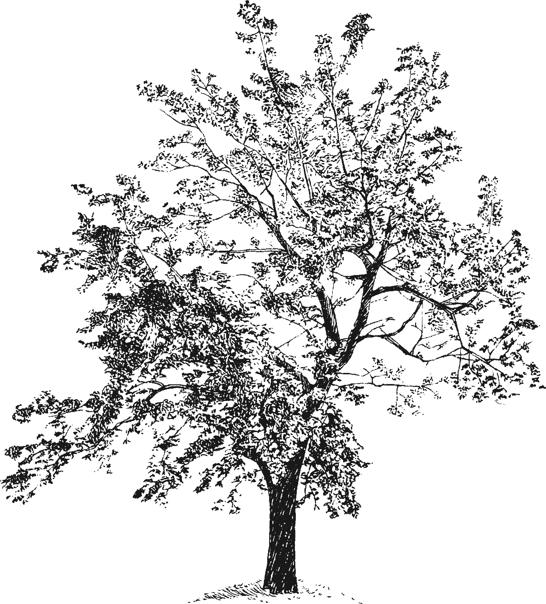 Pen sketch of elm tree that centers the property at Chevy Chase Beach Cabins