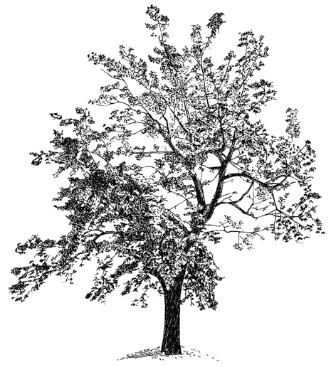 Pen sketch of elm tree that centers the property at Chevy Chase Beach Cabins