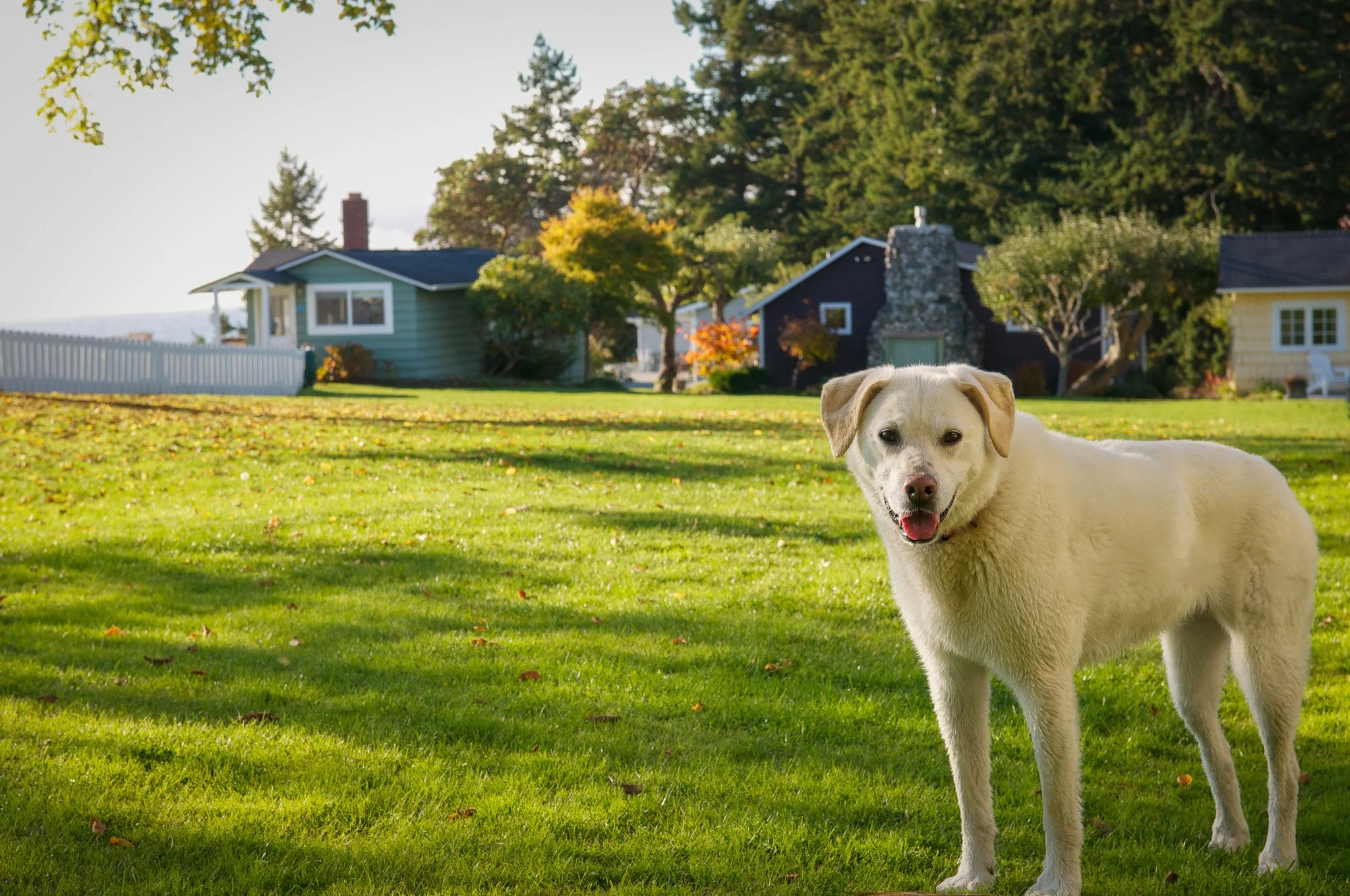 Scout (white husky lab mix) on lawn smiling in front of three cabins at Chevy Chase Beach Cabins