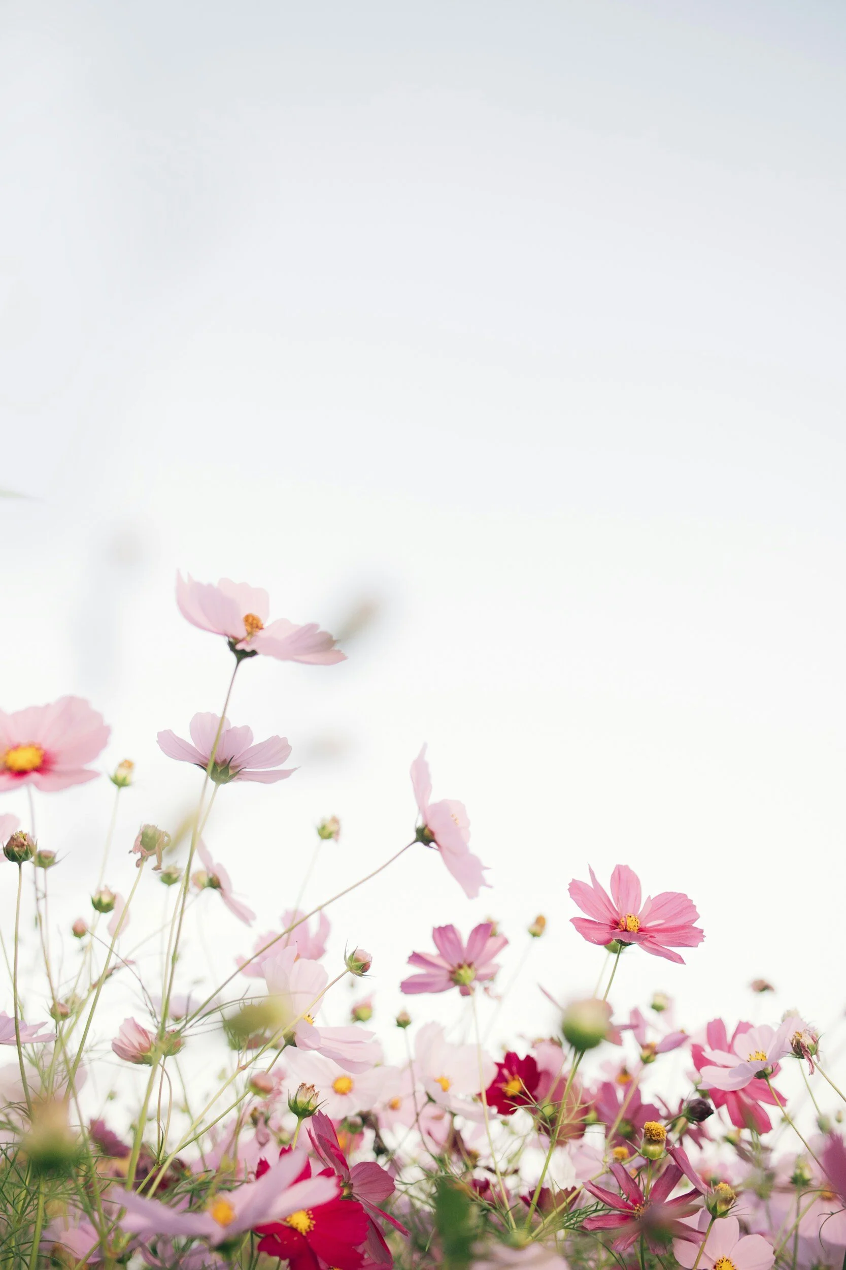 Pink and red cosmos flowers in a field against a light sky background.