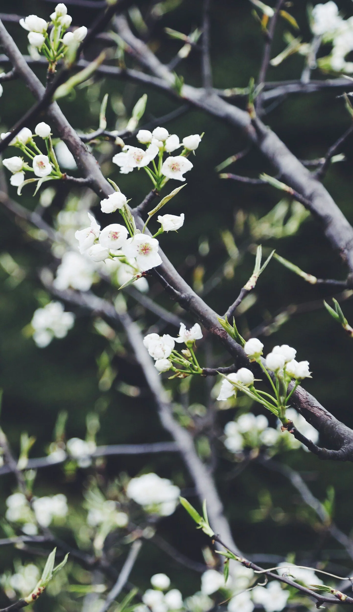Branches with white blossoming flowers against a dark background