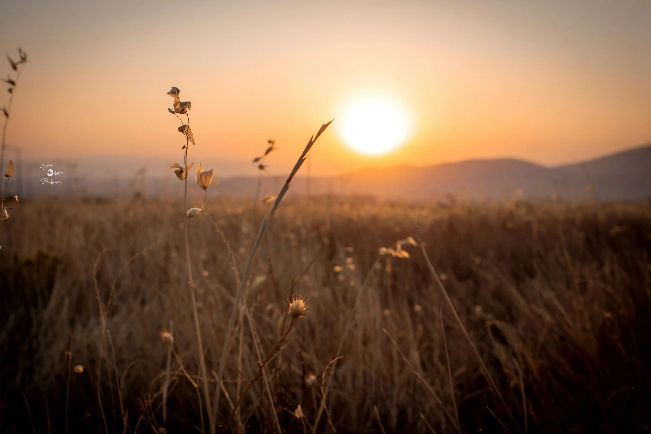 Field of dry grass at sunset with distant hills.