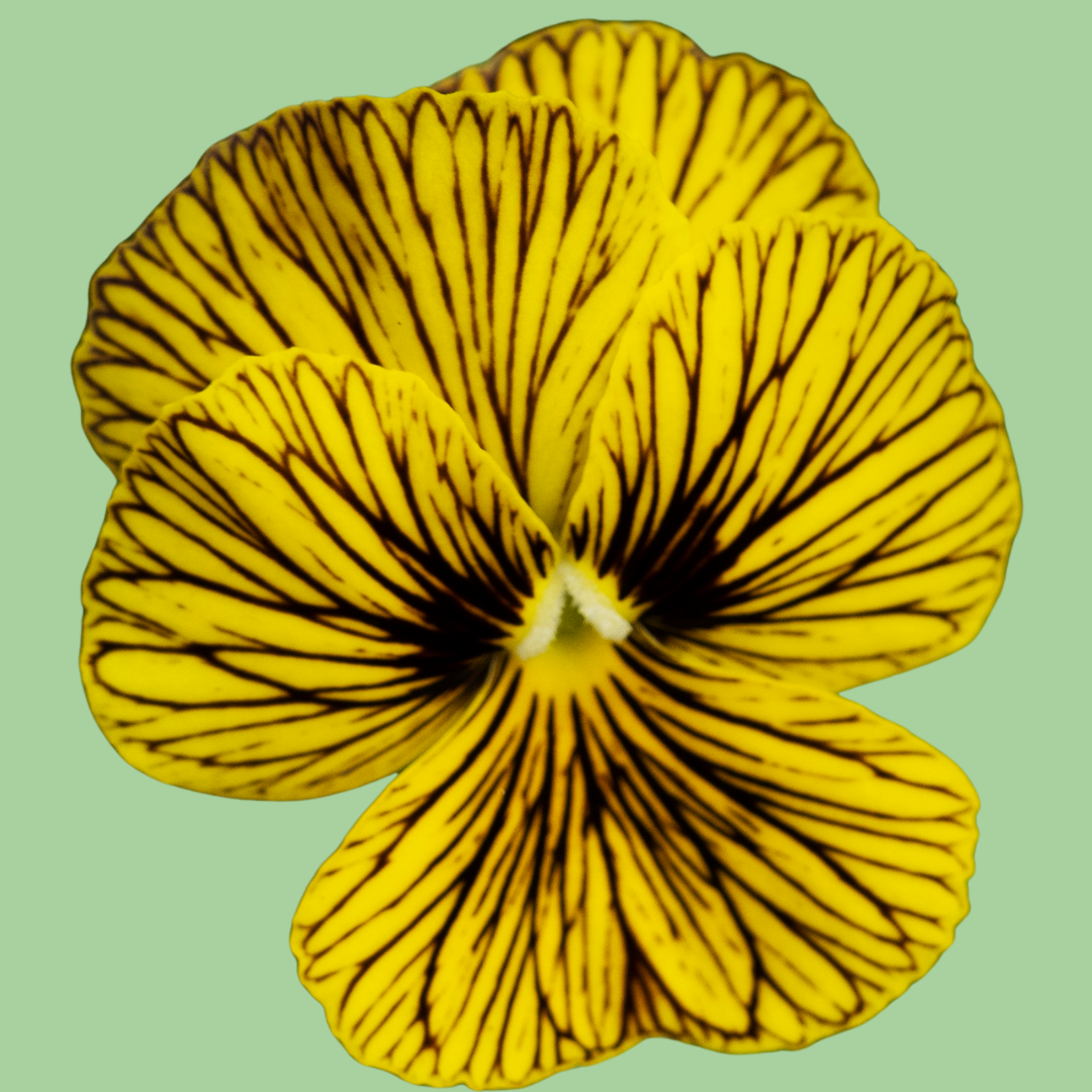 Tigers eye viola 3.png
