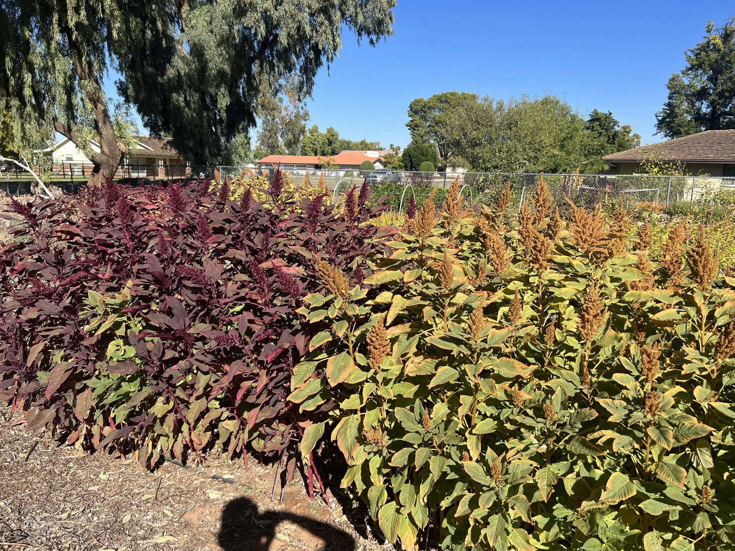 Amaranth – John's Plant Adventures