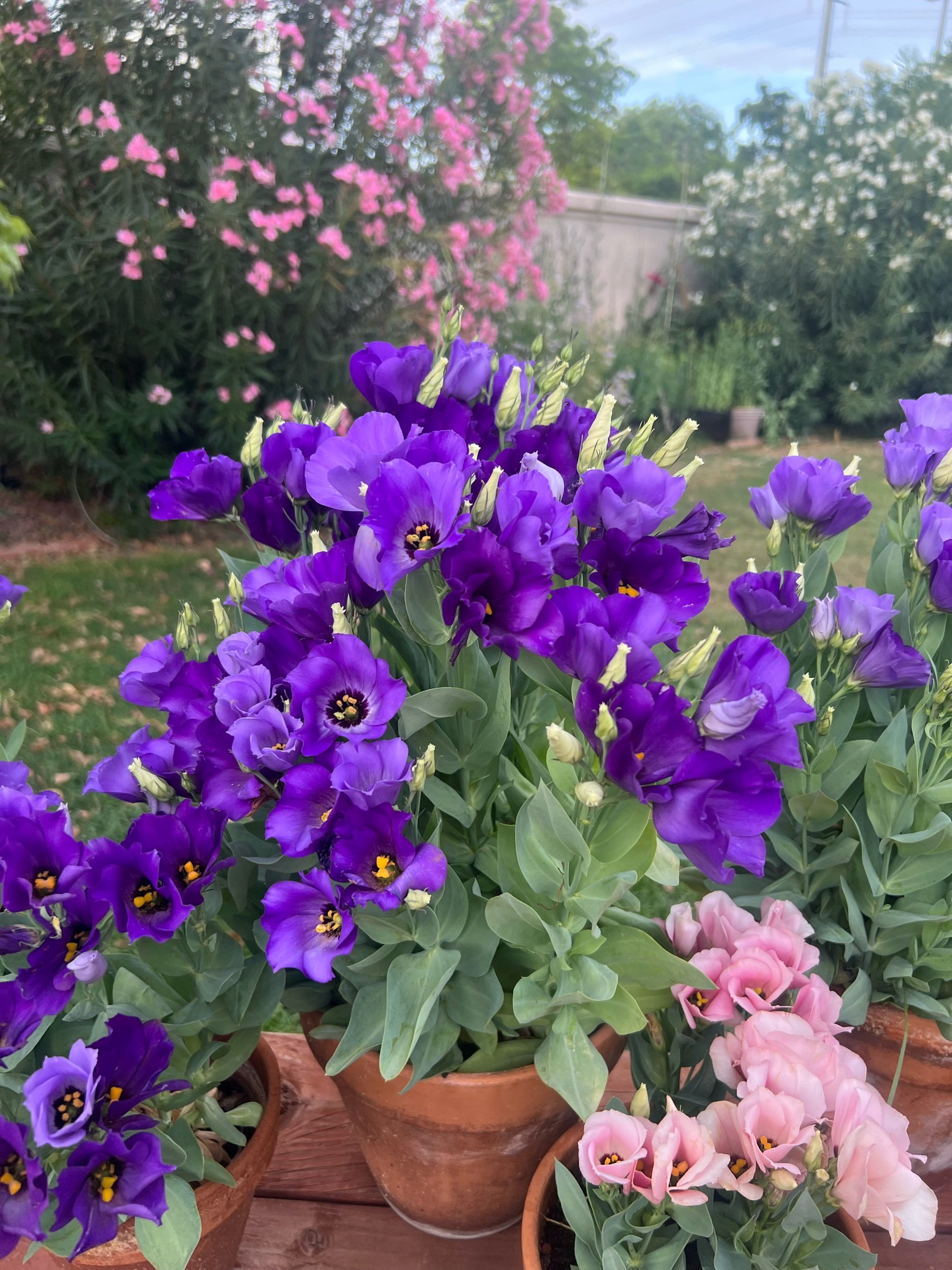 IMG_6513.jpeg