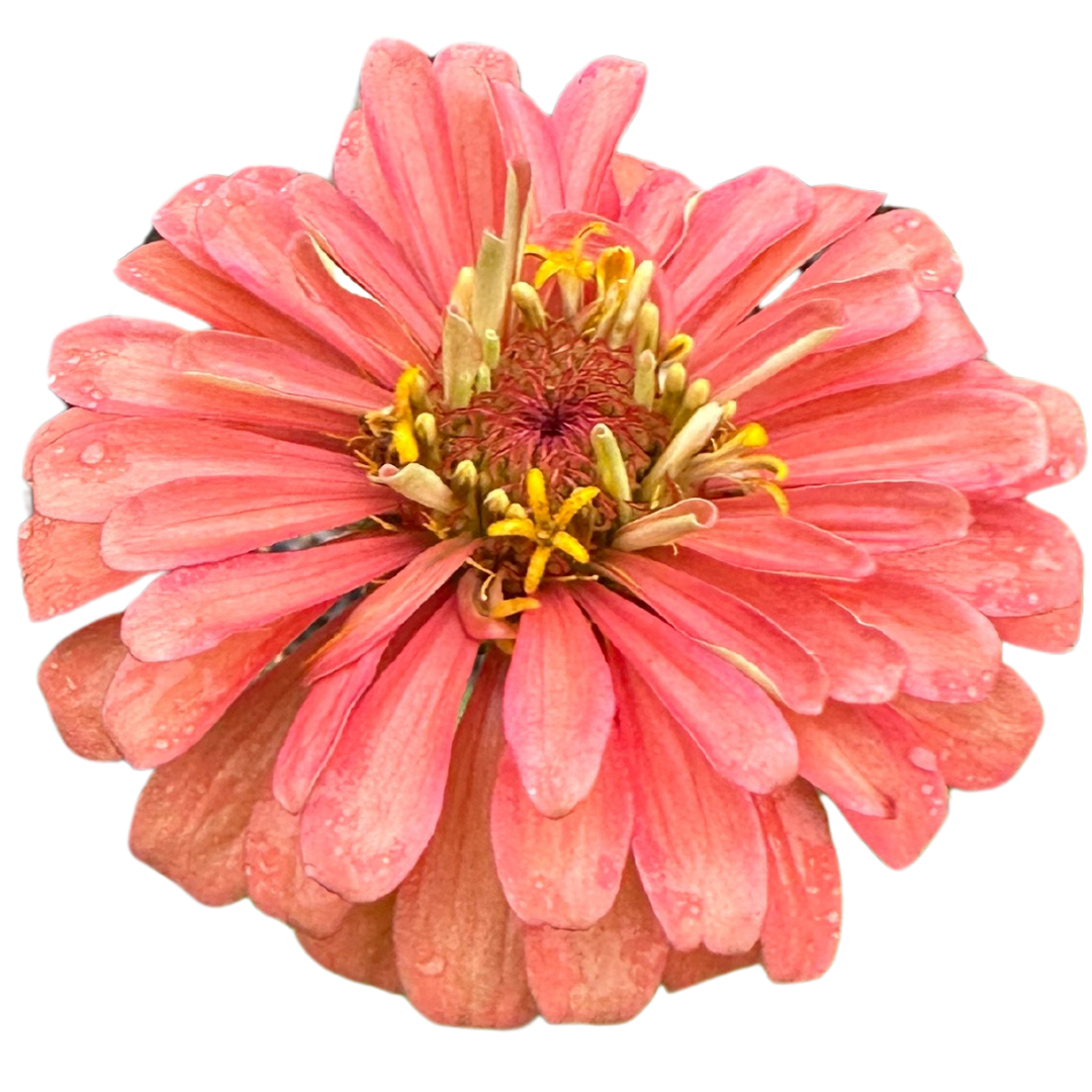 zinnia Benarys Giant Salmon Rose Tiktok.png