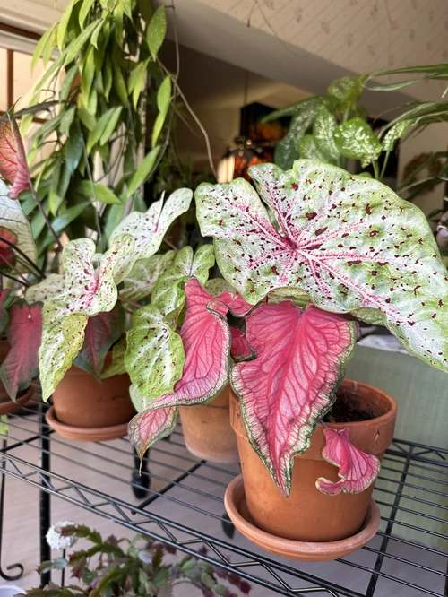 Caladiums  John's Plant Adventures