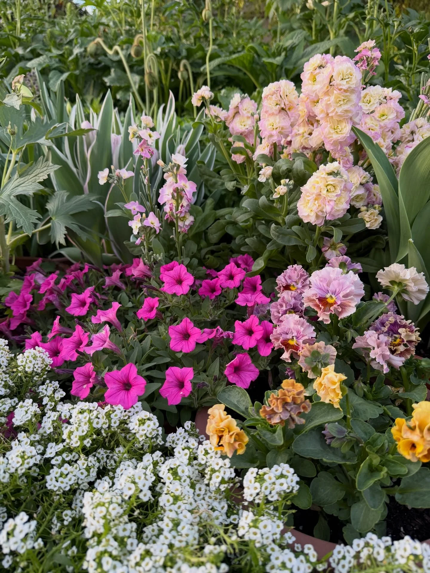 We has fun recently re arranging the container garden for spring 🌷✨ 

🎥full video on our YouTube channel (linked in bio)