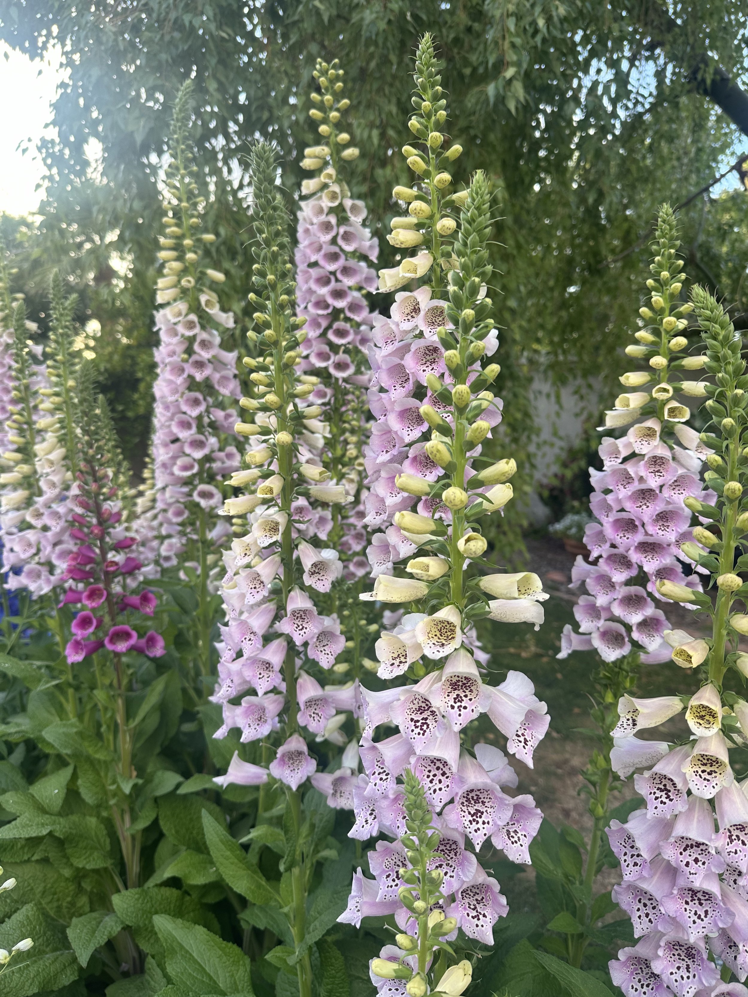 IMG_0928.jpeg