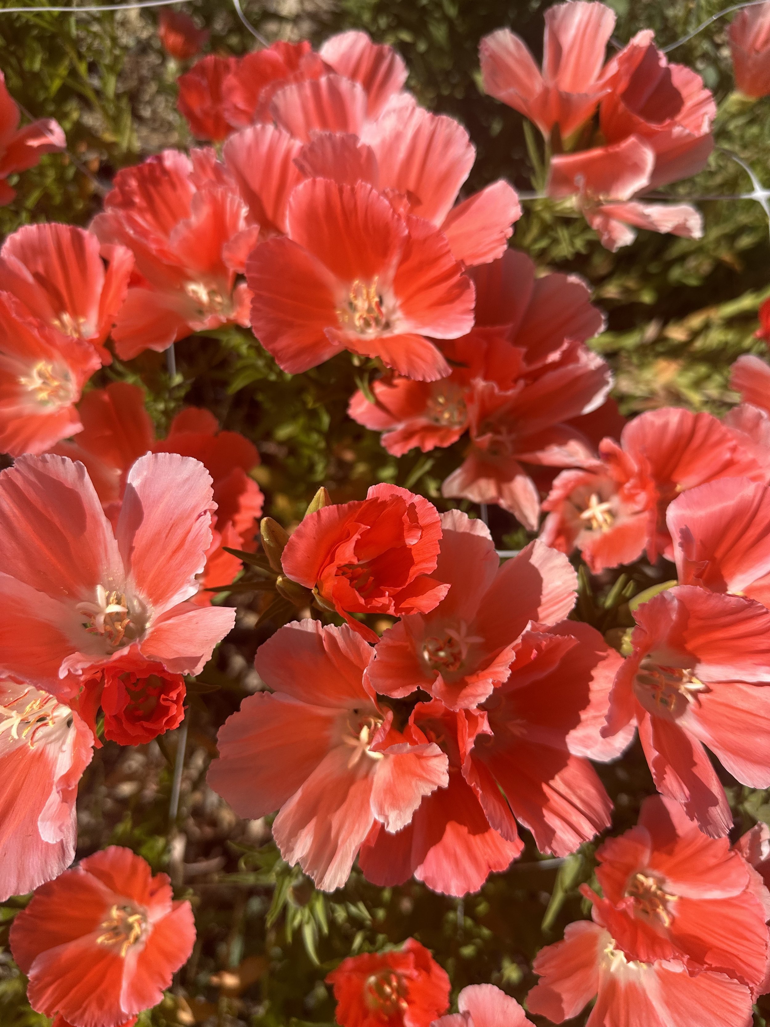 IMG_5349.jpeg