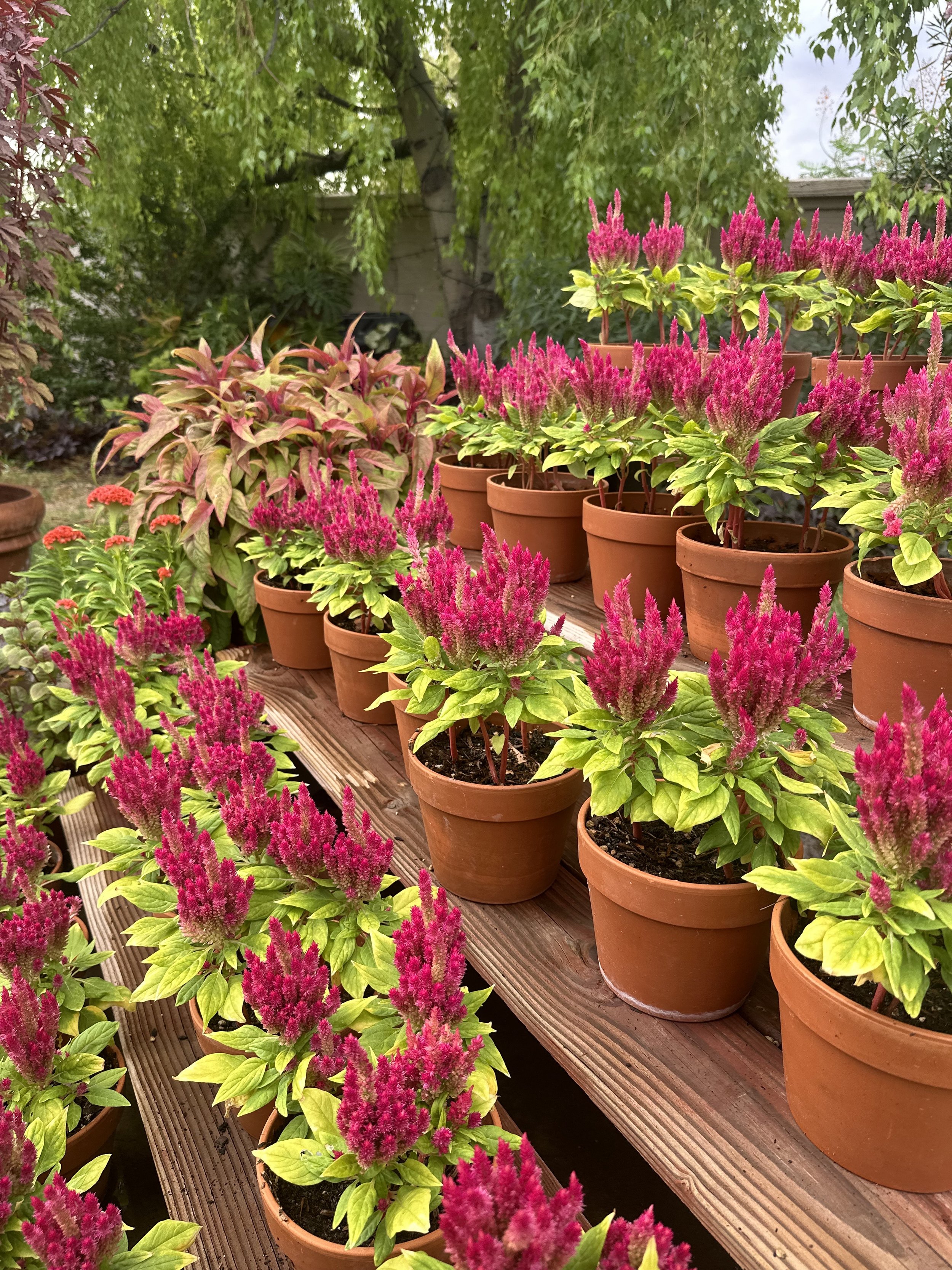 Celosia Kimono Rose seeds