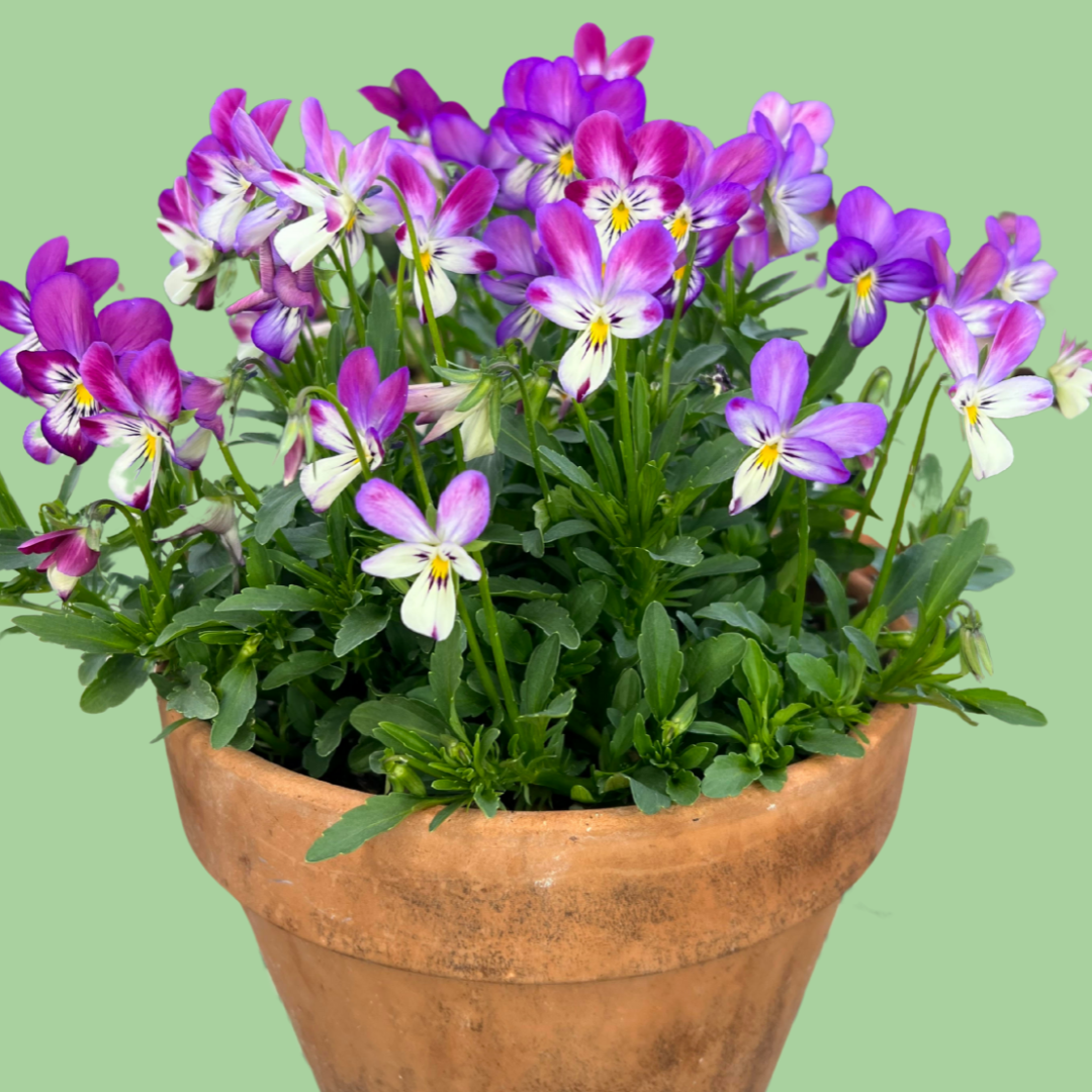 Viola 'Bunny ear' seeds