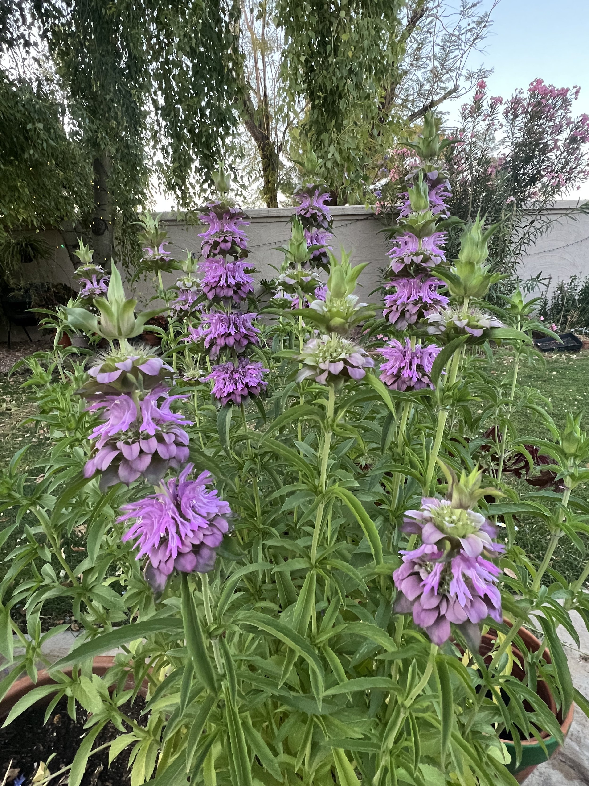 IMG_0242.jpeg