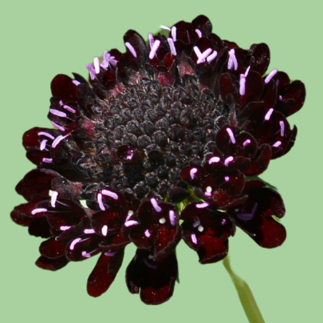 black knight scab JPA 4.png